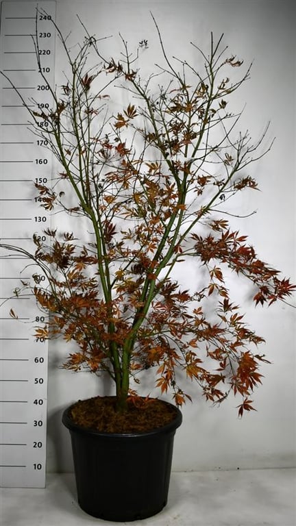 Acer palmatum mix 220cm 54cm Pot