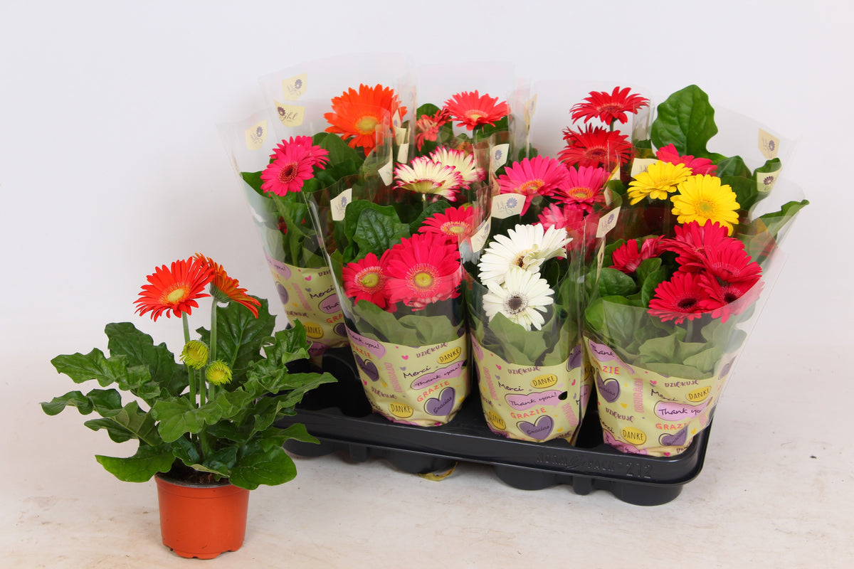 Gerbera Colourgame mix 25cm 9cm Pot