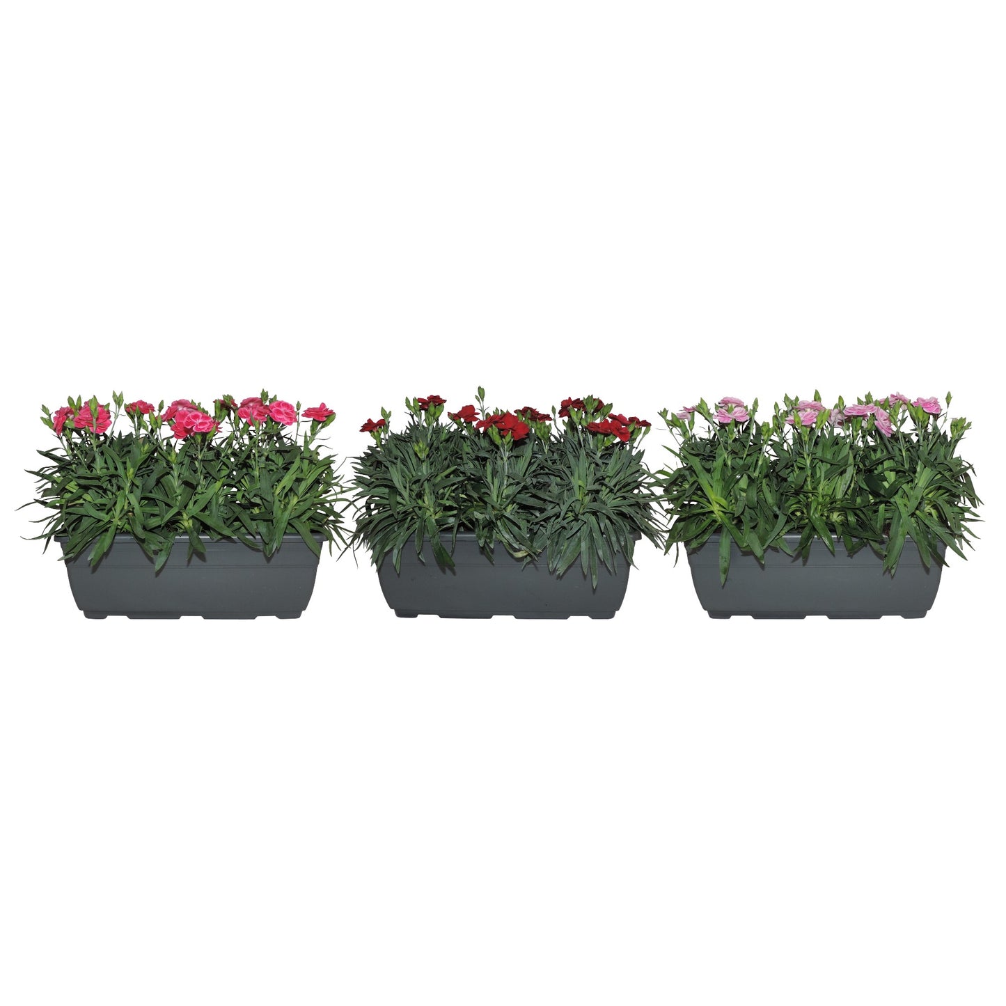 Dianthus Oscar mix 20cm 27cm Pot