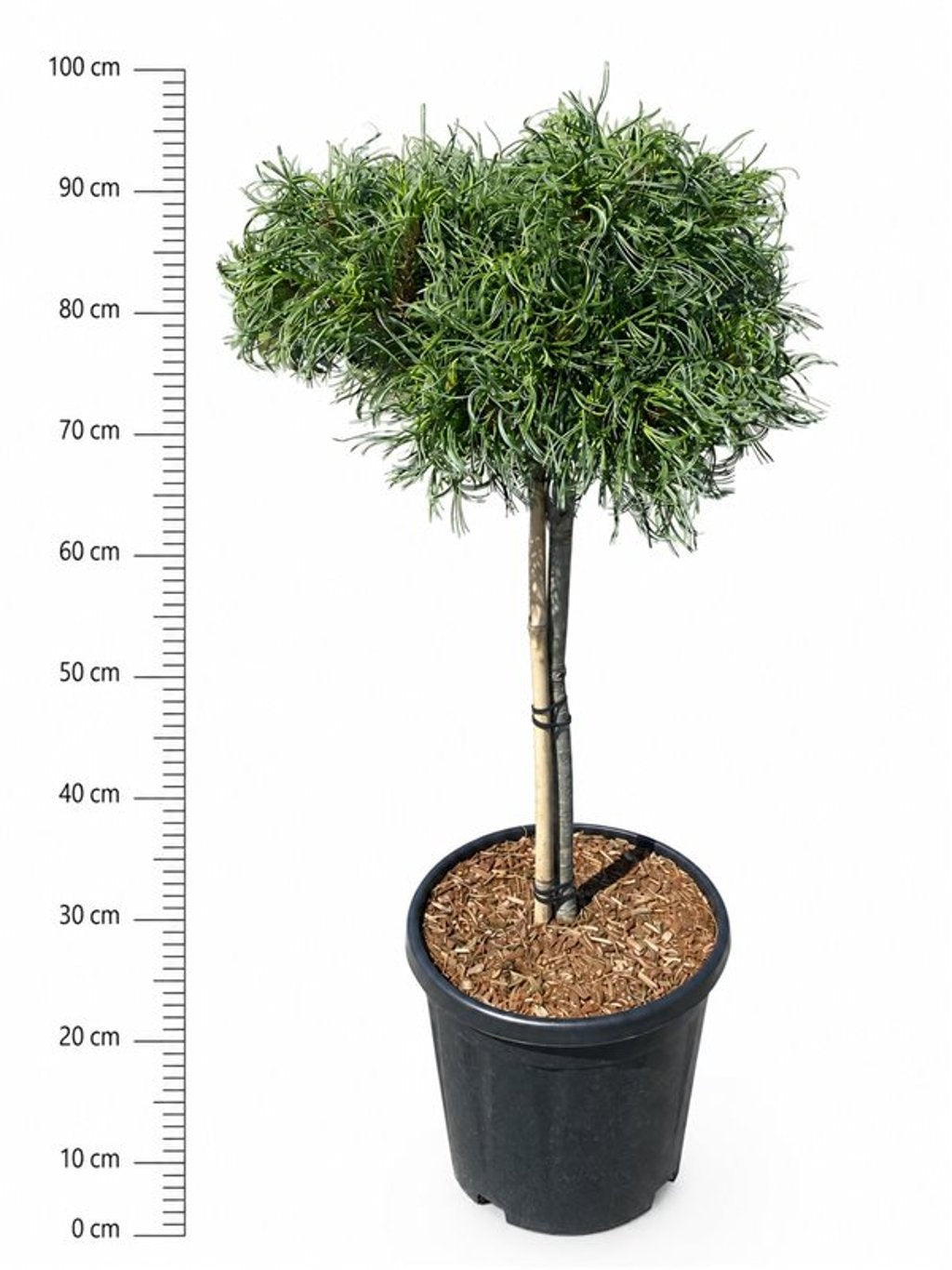 Pinus str. Green Curls 95cm 32cm Pot