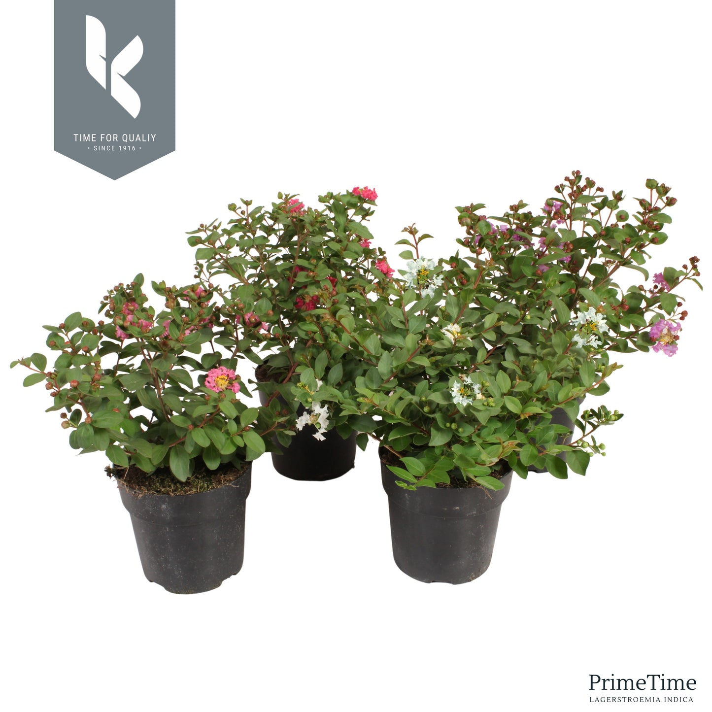 Lagerstroemia indica 30cm 15cm Pot