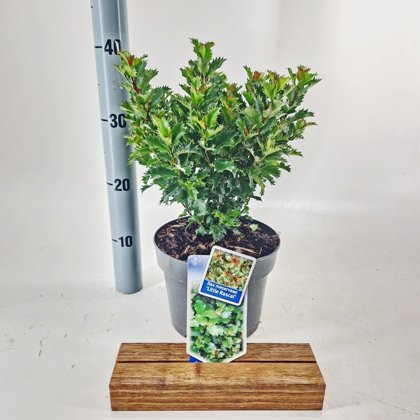 Ilex meserveae 25cm 19cm Pot