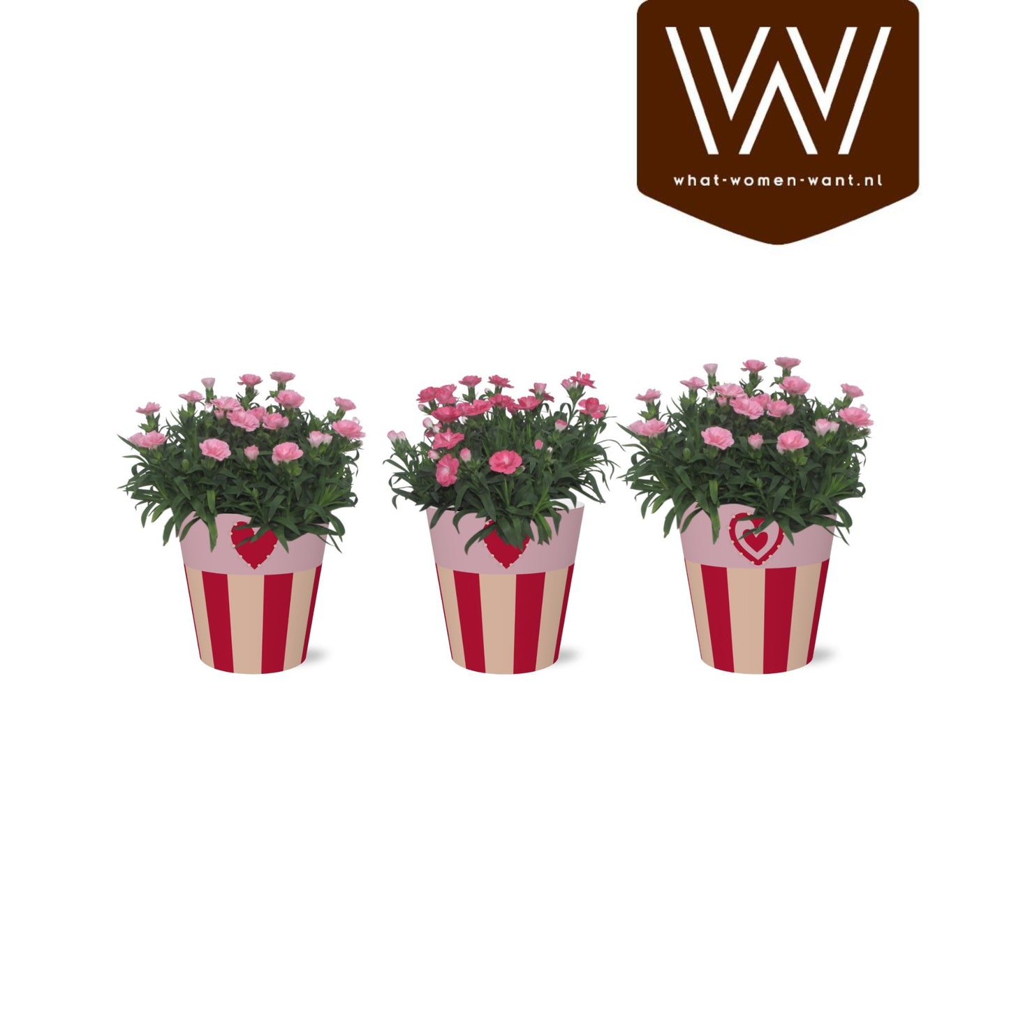 Dianthus Oscar 25cm 12cm Pot