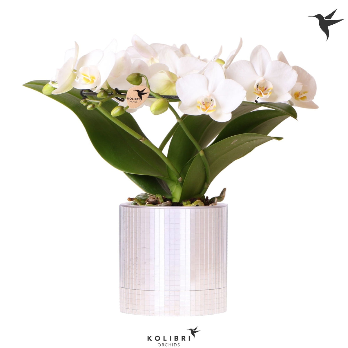 Phalaenopsis multiflora white 30cm 9cm Pot