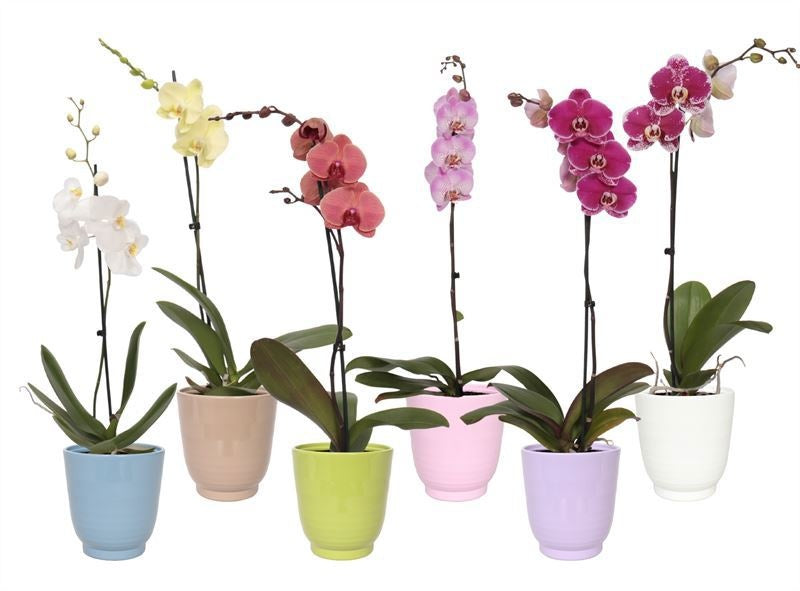 Phalaenopsis mix 55cm 12cm Pot