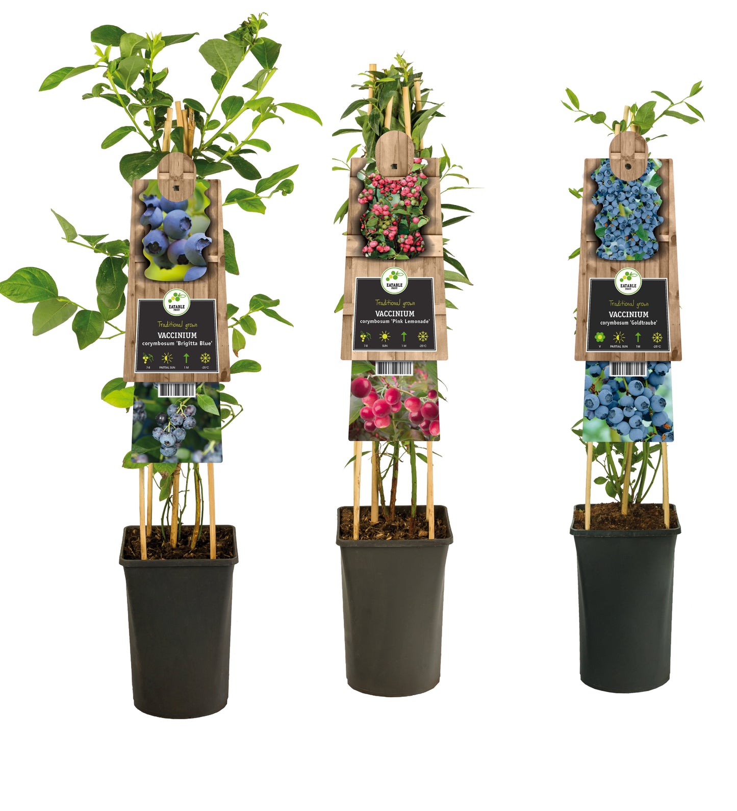 Vaccinium corymbosum 75cm 17cm Pot
