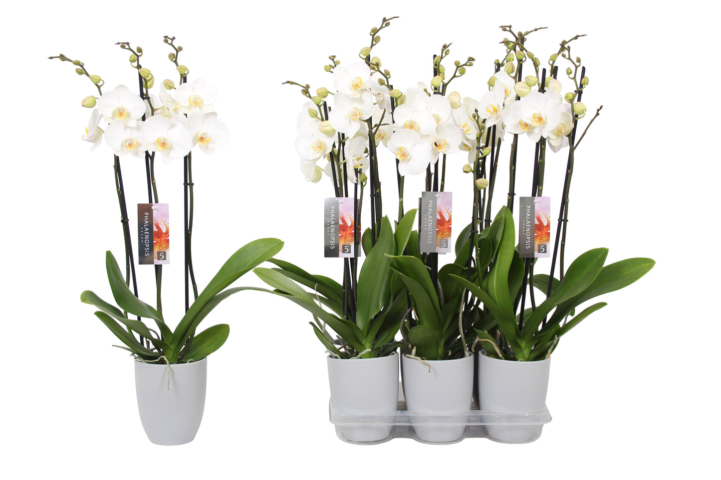 Phalaenopsis white (+ drp.ceramic) 60cm 12cm Pot