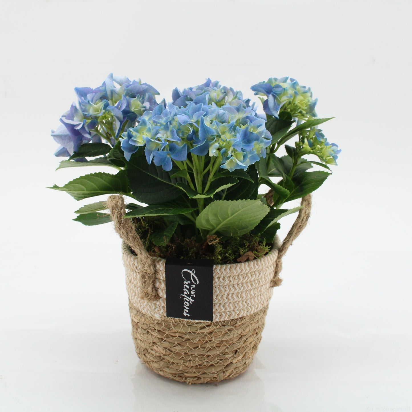 KHCR-2609B Hydrangea creations 30cm 14cm Pot