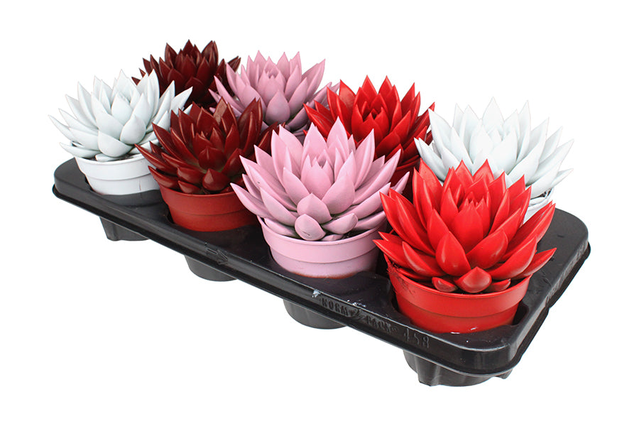 Echeveria Miranda 15cm 12cm Pot