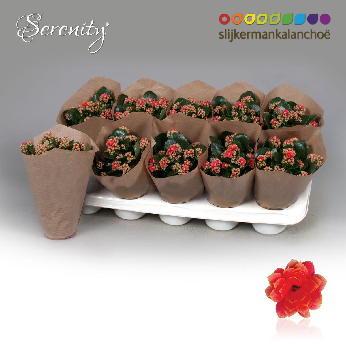 Kalanchoe Serenity Coral 23cm 10.5cm Pot
