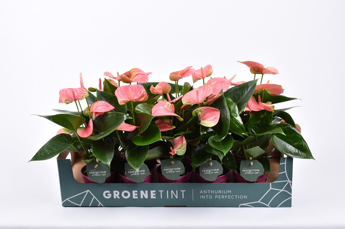 Groene Tint Anthurium Sweet Dream Pack of 10