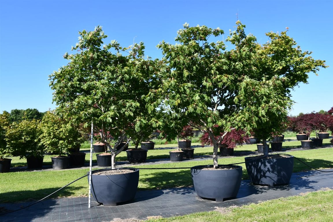 Acer Aconitifolium 350cm 110cm Pot