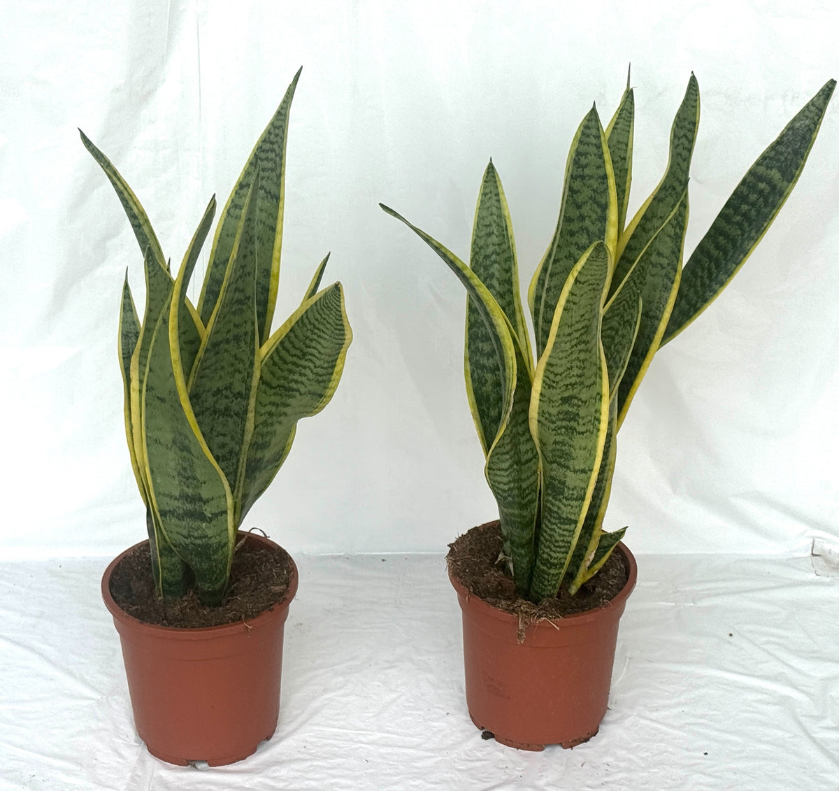 Sansevieria Laurentii 70cm 17cm Pot