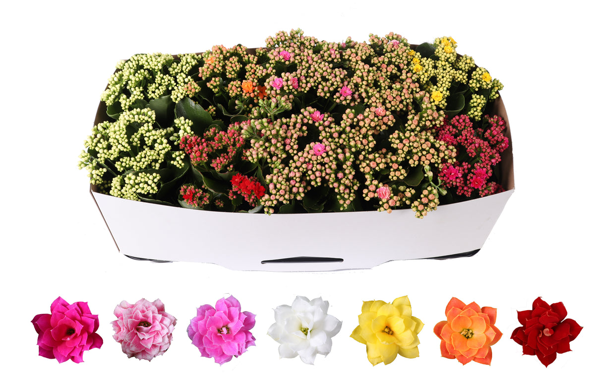 Kalanchoe Rosalina mix 27cm 12cm Pot