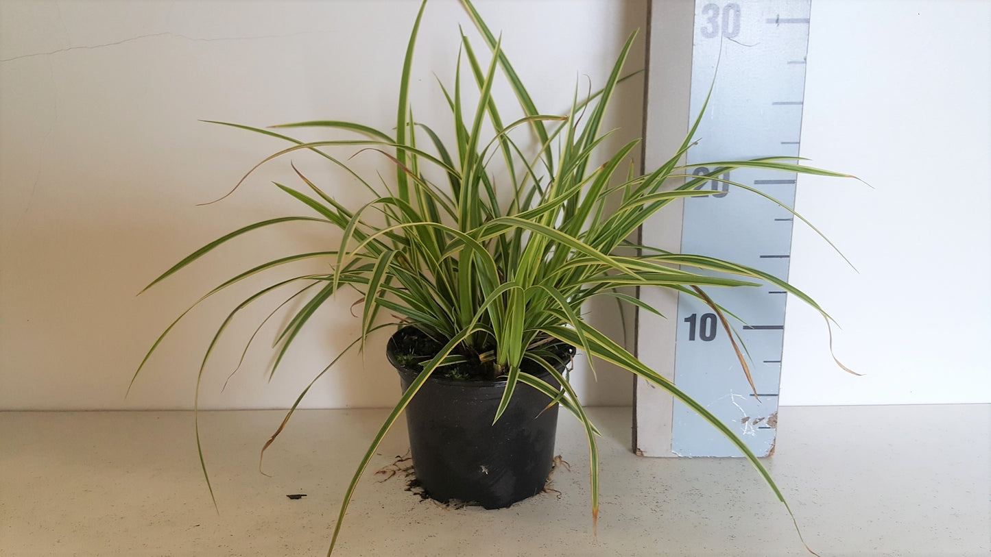 Carex oshimensis 25cm 13cm Pot