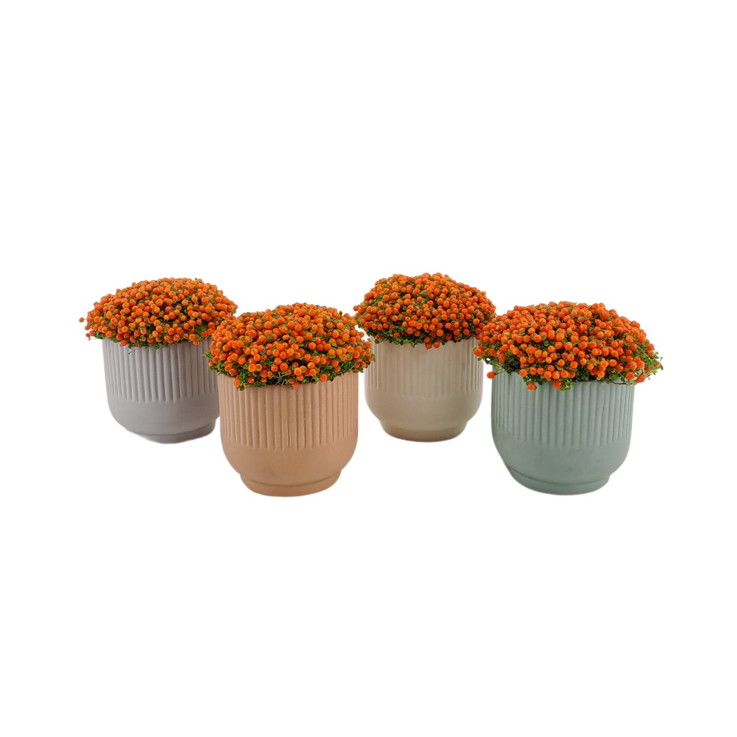 AltaNova Nertera Astrid Pack of 9