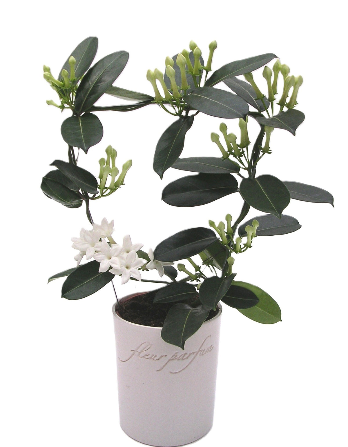 Stephanotis floribunda 45cm 12cm Pot