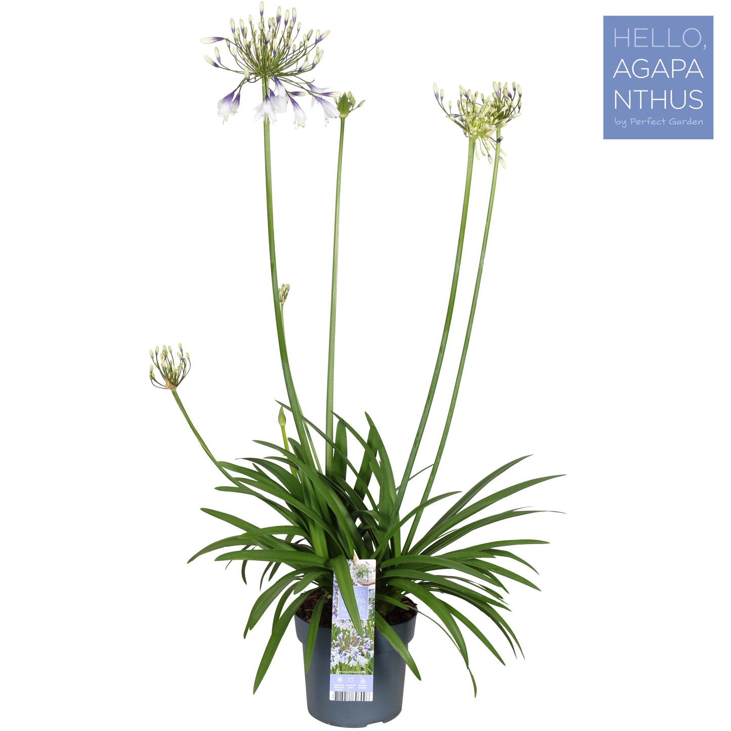 Agapanthus Fireworks 100cm 19cm Pot