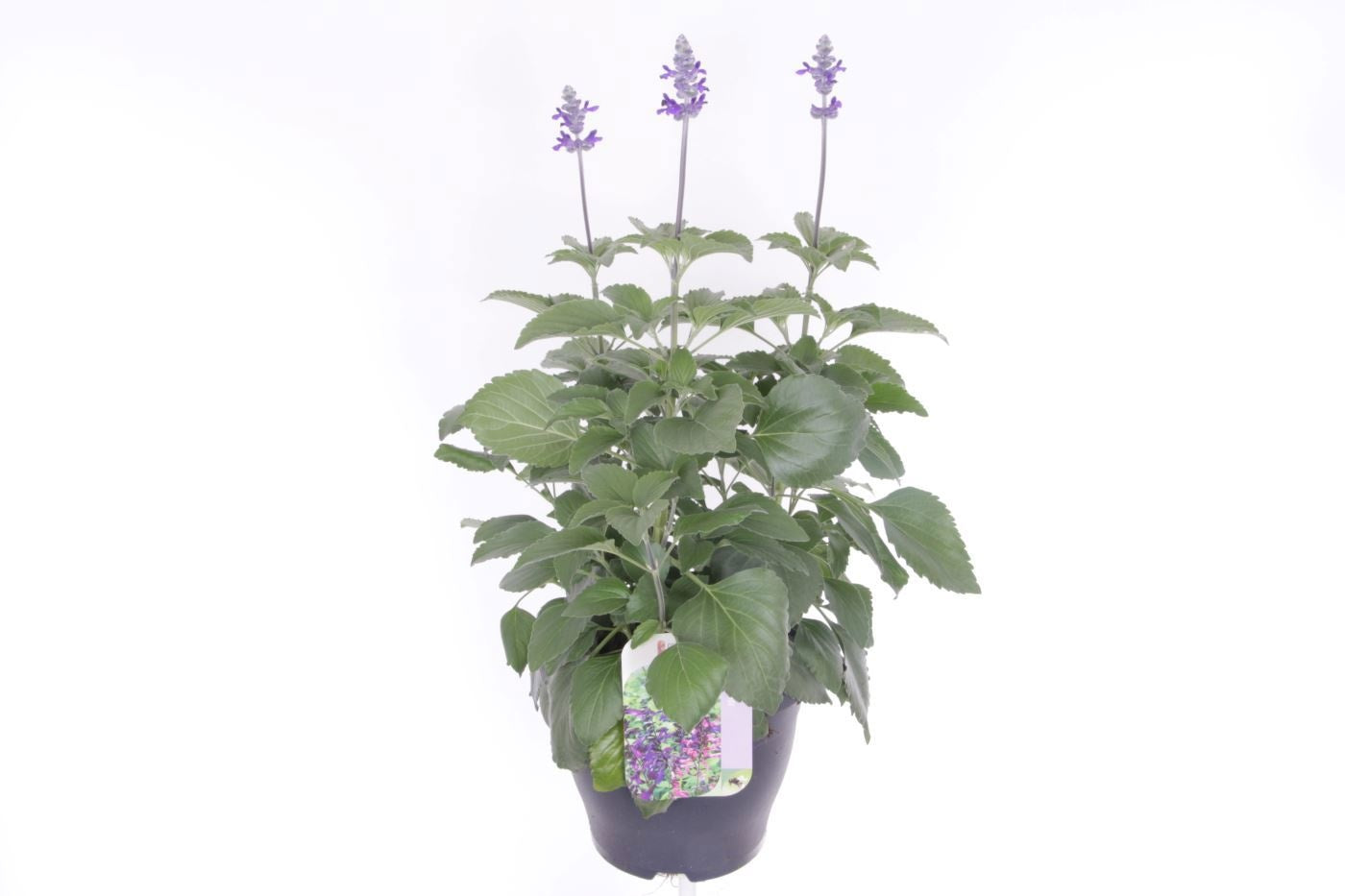 Salvia Mystic Spires Blue 60cm 23cm Pot