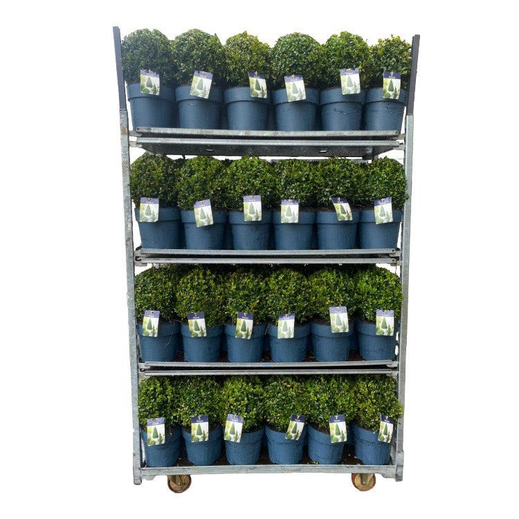 Buxus sempervirens ball 45cm 23cm Pot