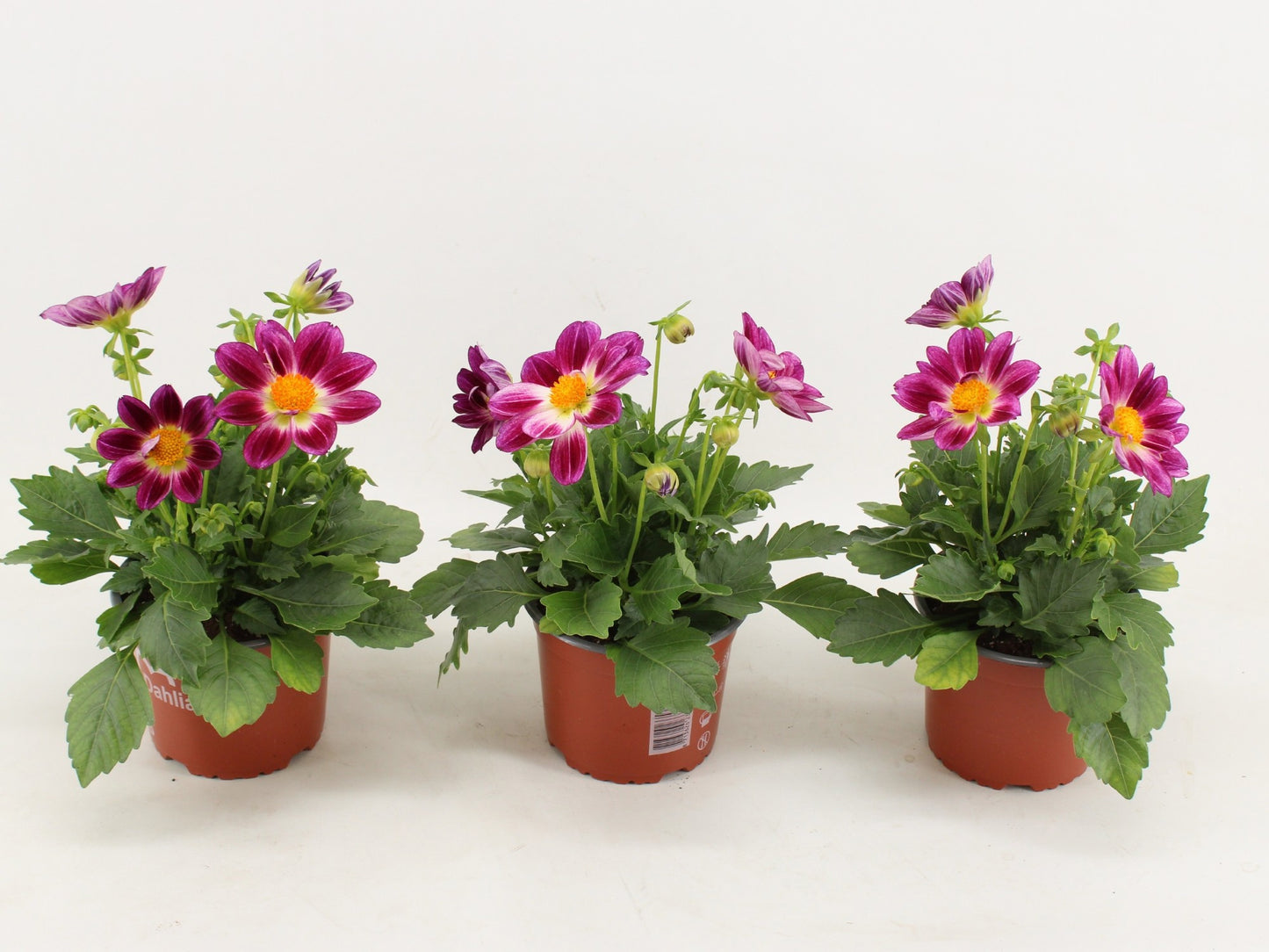 Dahlia Summerbees Purple Bicolor 35cm 15cm Pot