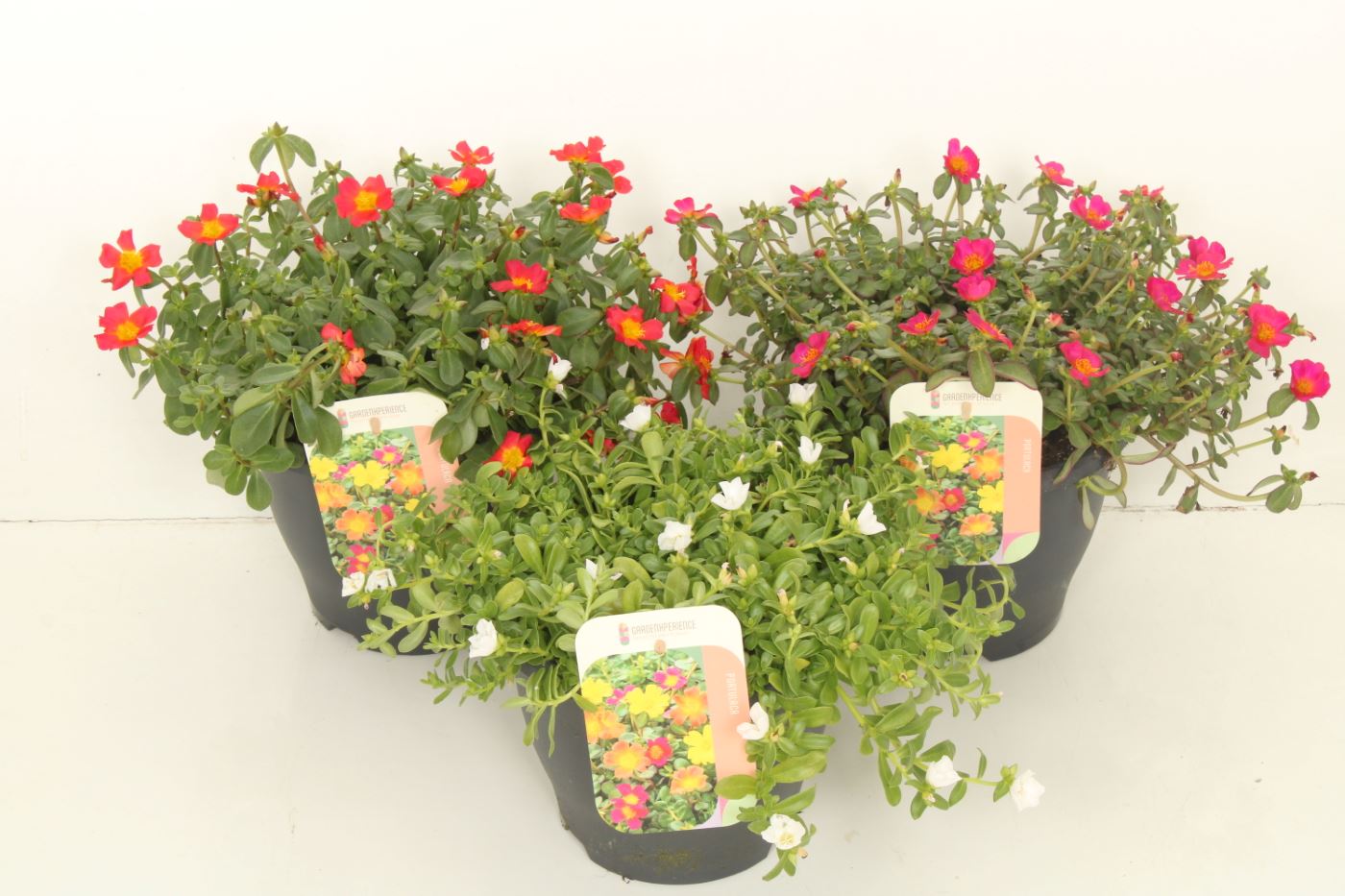 Portulaca mix 35cm 23cm Pot