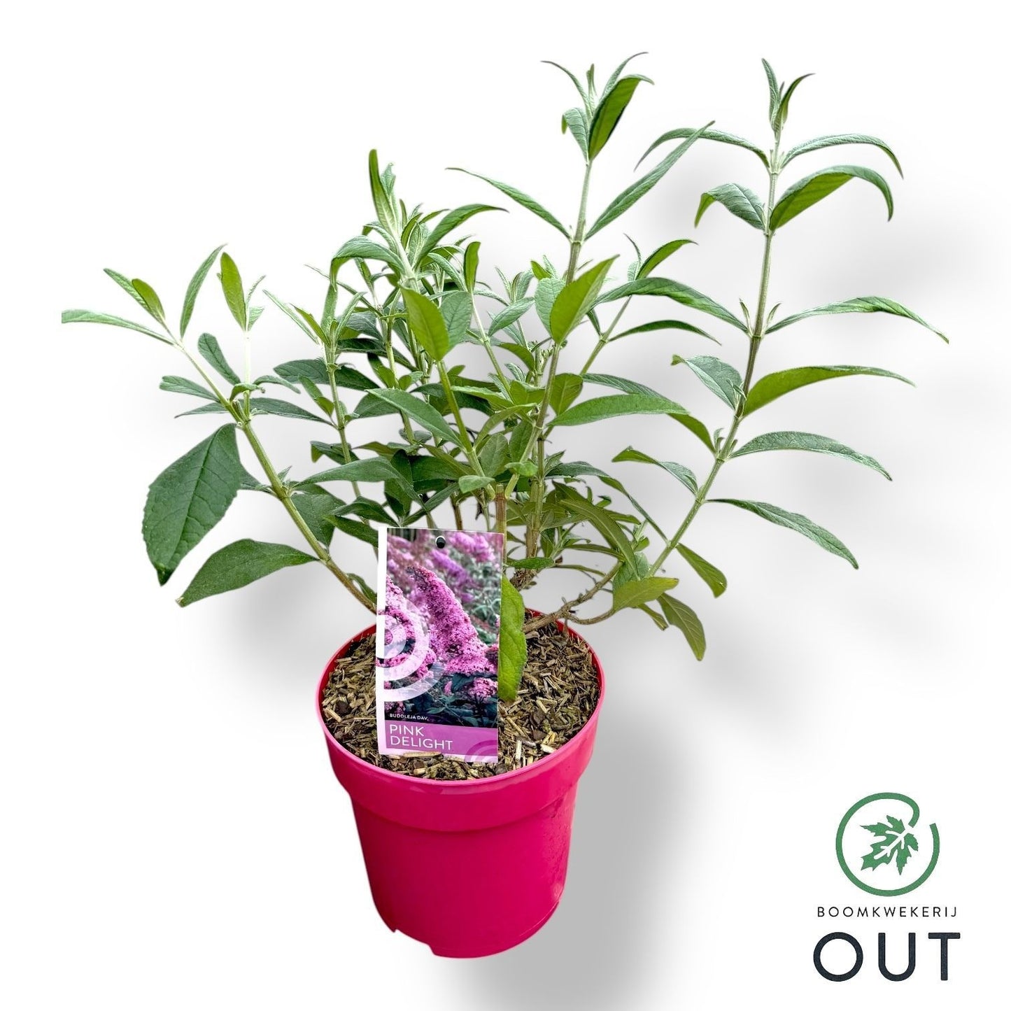 Buddleja davidii Pink Delight 50cm 19cm Pot