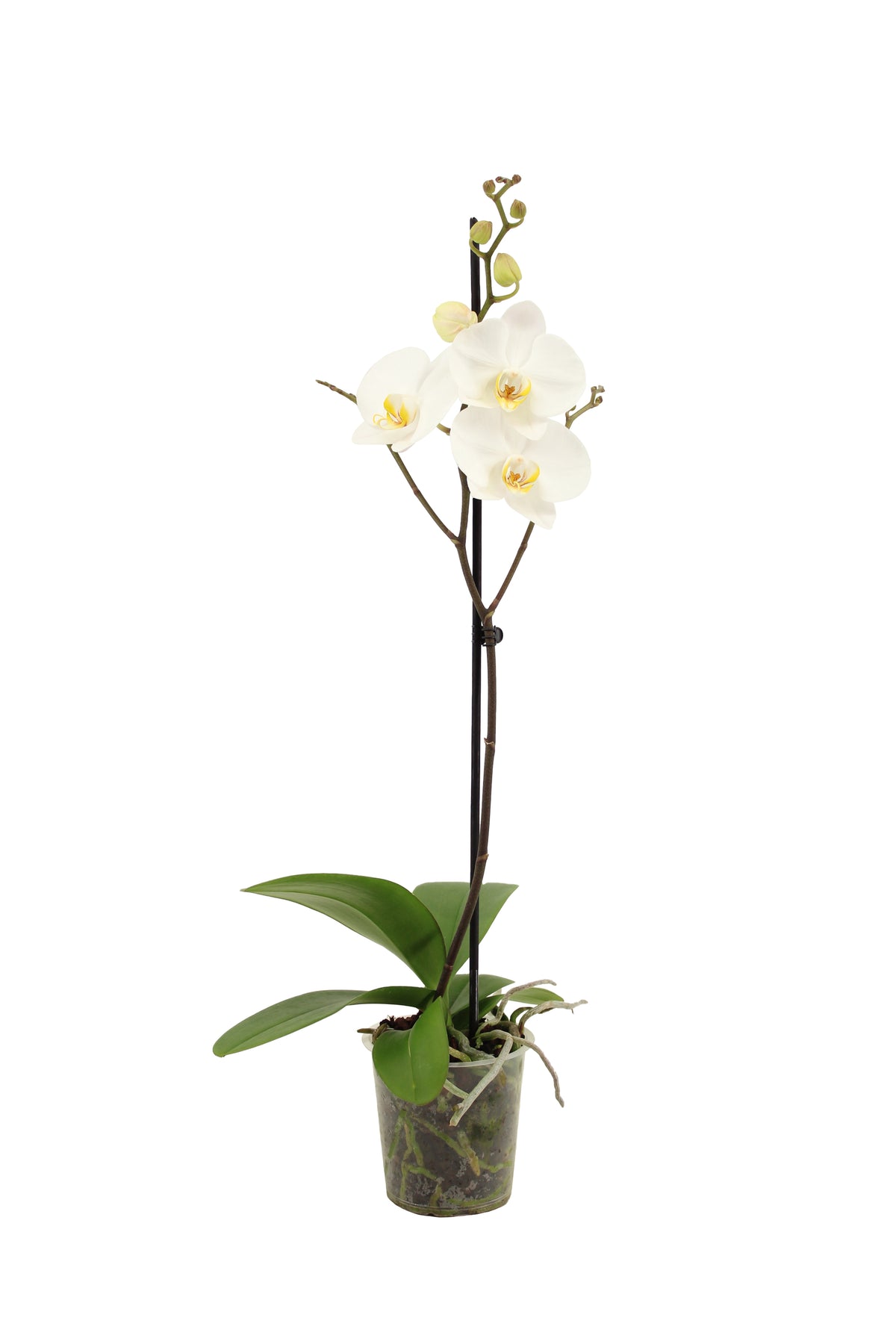 Phalaenopsis white 60cm 12cm Pot