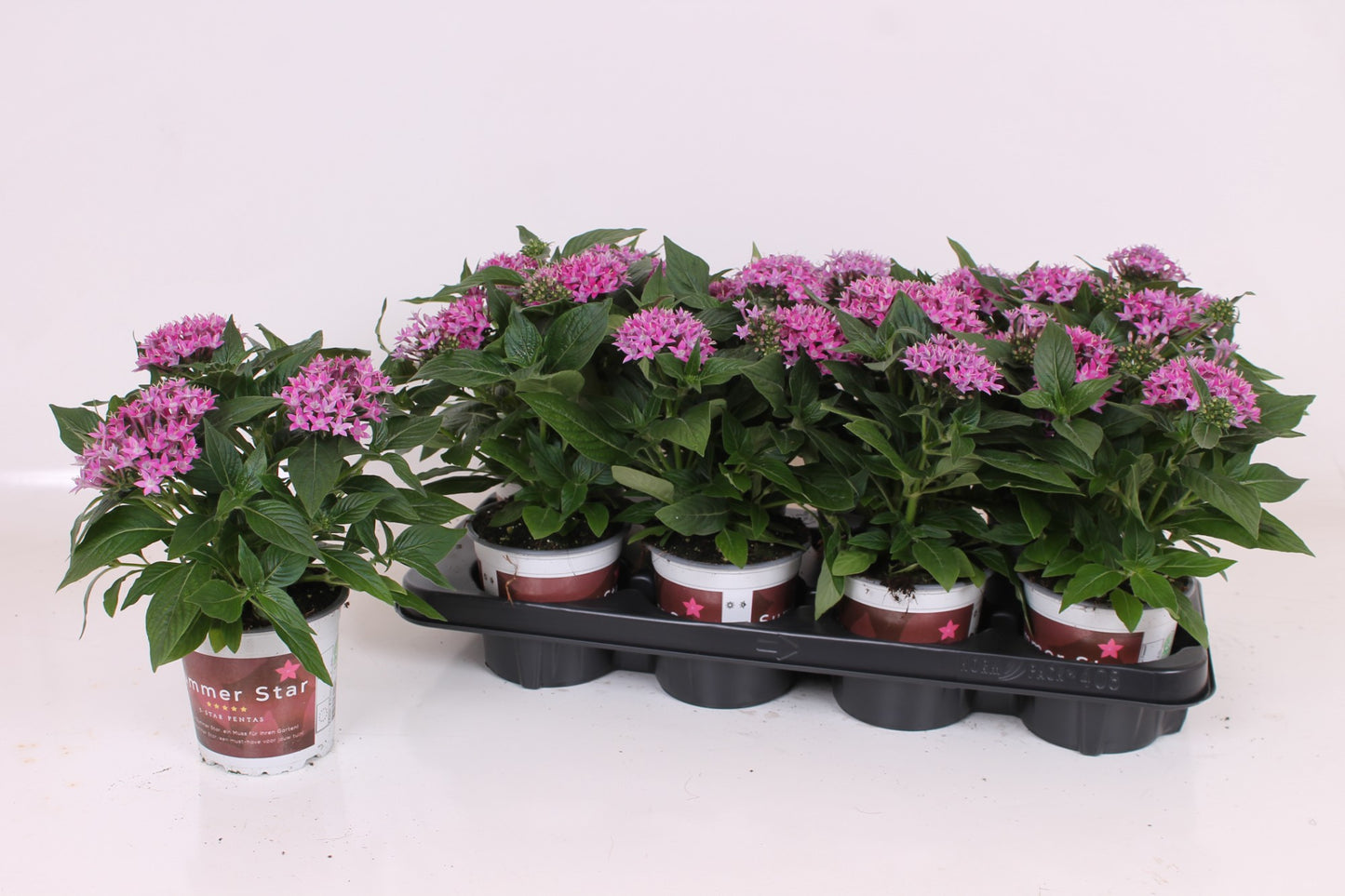 Pentas Graffiti Violet 28cm 17cm Pot
