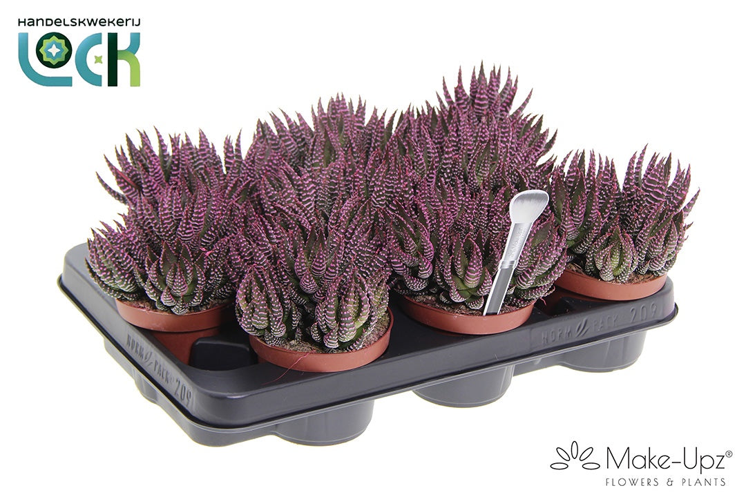 Haworthia Zebrina Make Upz pink 15cm 510cm Pot