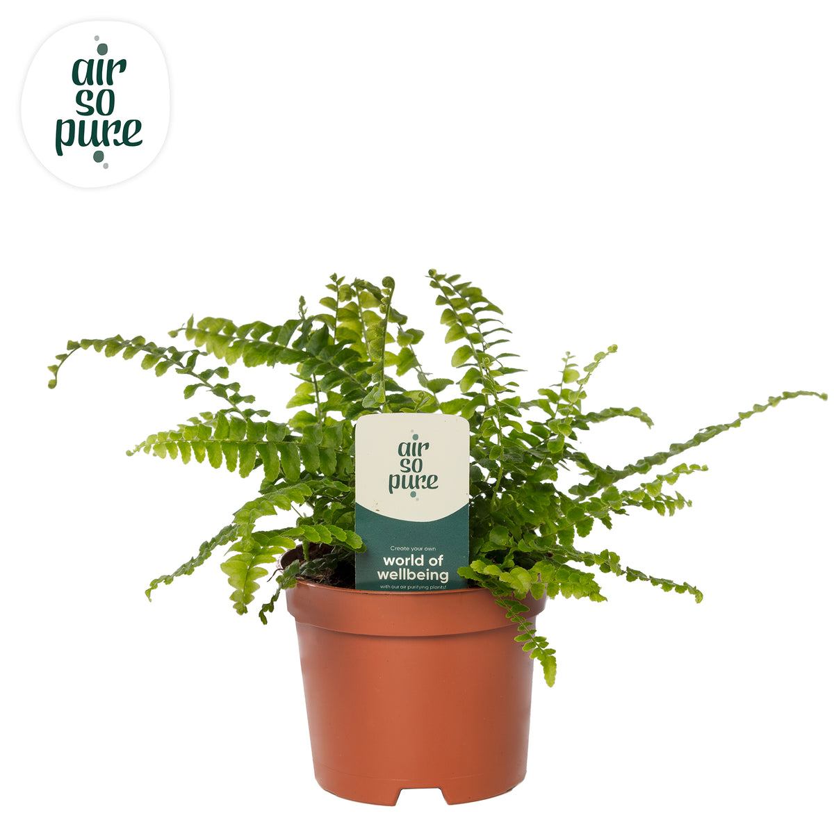 Nephrolepis Green Lady 15cm 9cm Pot