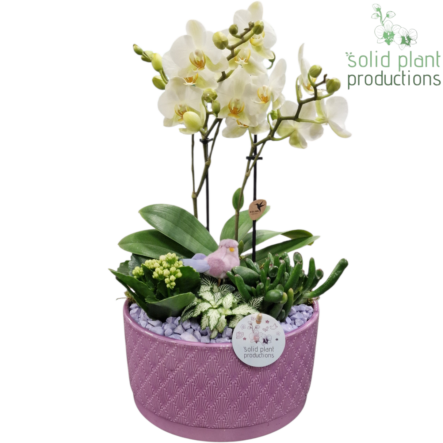 Solid Plant Productions arr. PH004 Lila Pack of 2