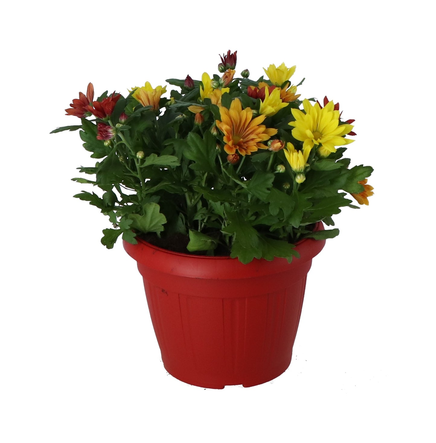 Chrysanthemum indicum 40cm 22cm Pot