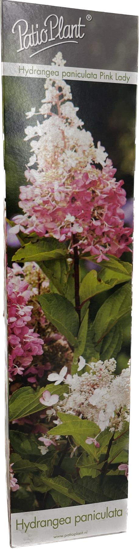 Valk BV Patioplant Hydrangea pan. Magical Flame Pack of 12