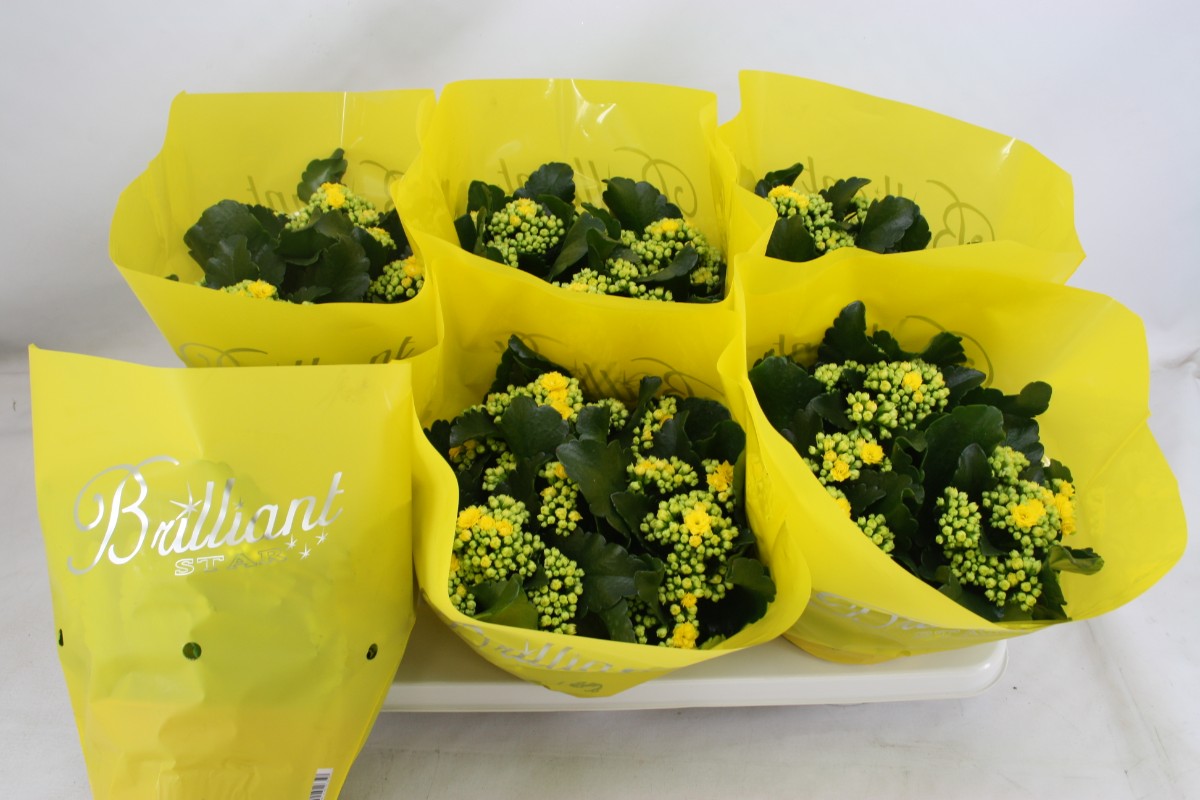 Kalanchoe Calandiva Piaff 24cm 15cm Pot