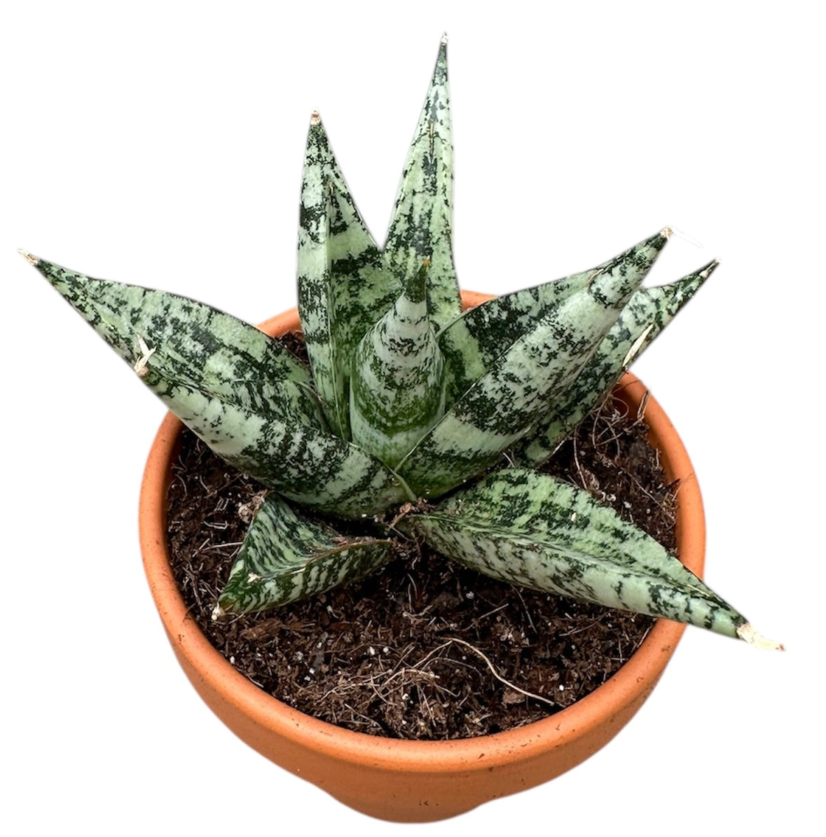 Sansevieria 15cm 8cm Pot