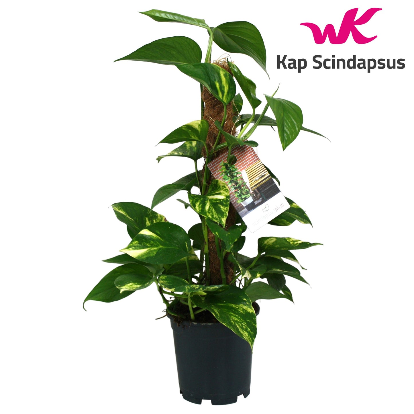 Kap Scindapsus Epipremnum pinatum mosspole Pack of 8