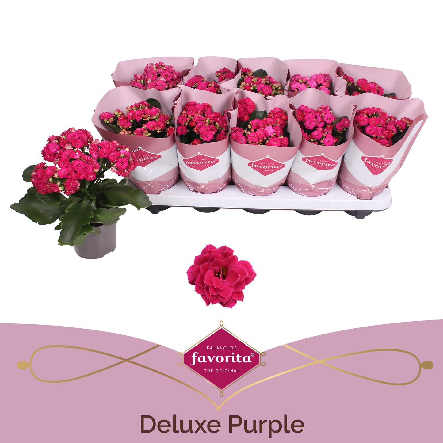 Vreugdenberg BV Kalanchoe Perfecta Purple Pack of 10