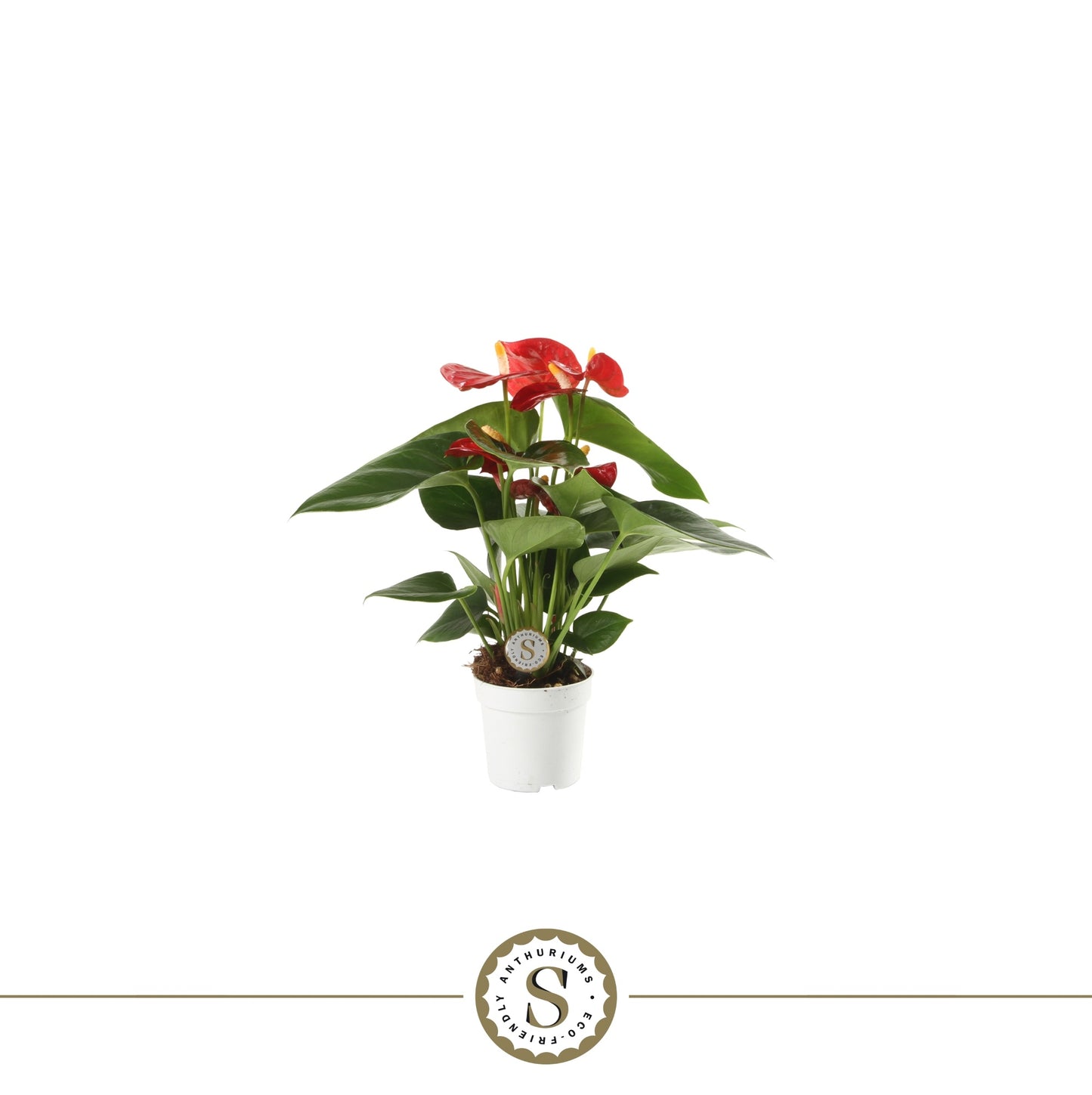 Anthurium Red Champion 25cm 7cm Pot