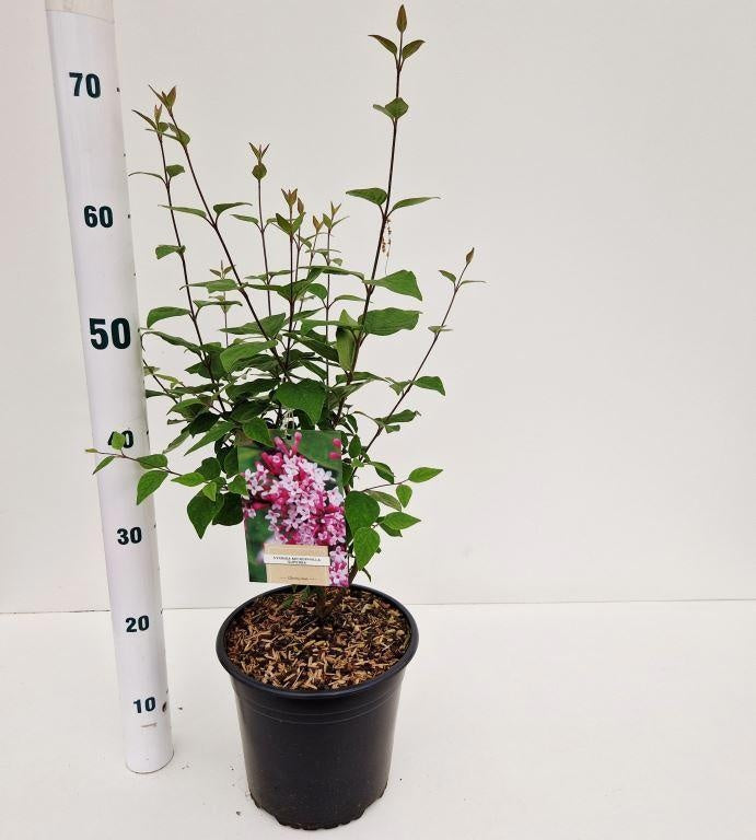 Syringa micr. Superba 60cm 21cm Pot