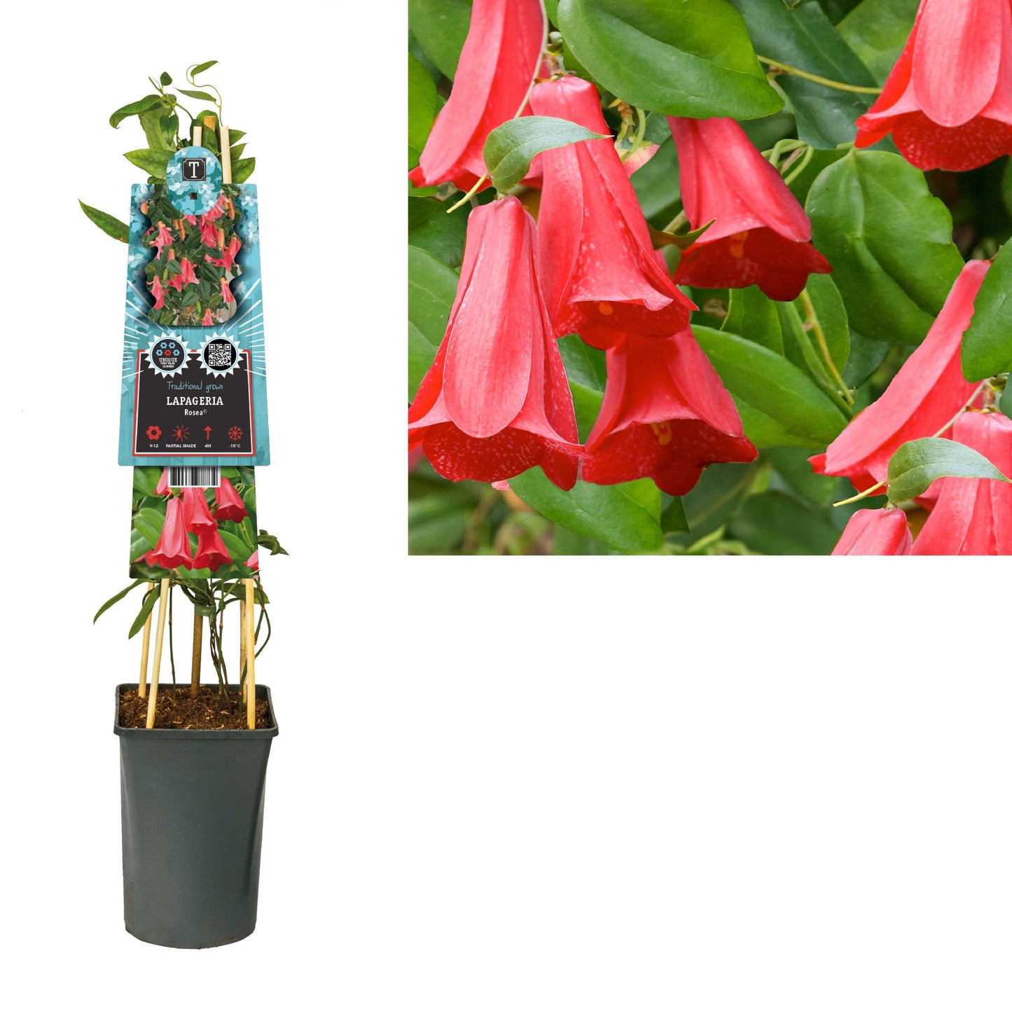 Lapageria Rosea 75cm 17cm Pot
