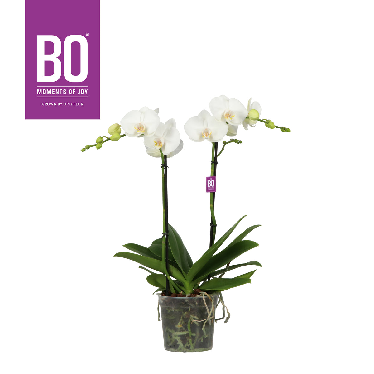 Phalaenopsis white 60cm 15cm Pot