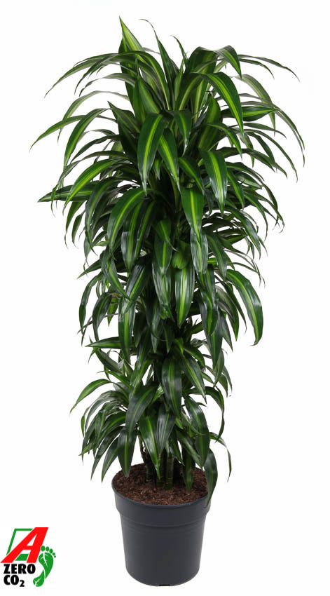 Dracaena fragrans Hawaiian Sunshine 140cm 31cm Pot