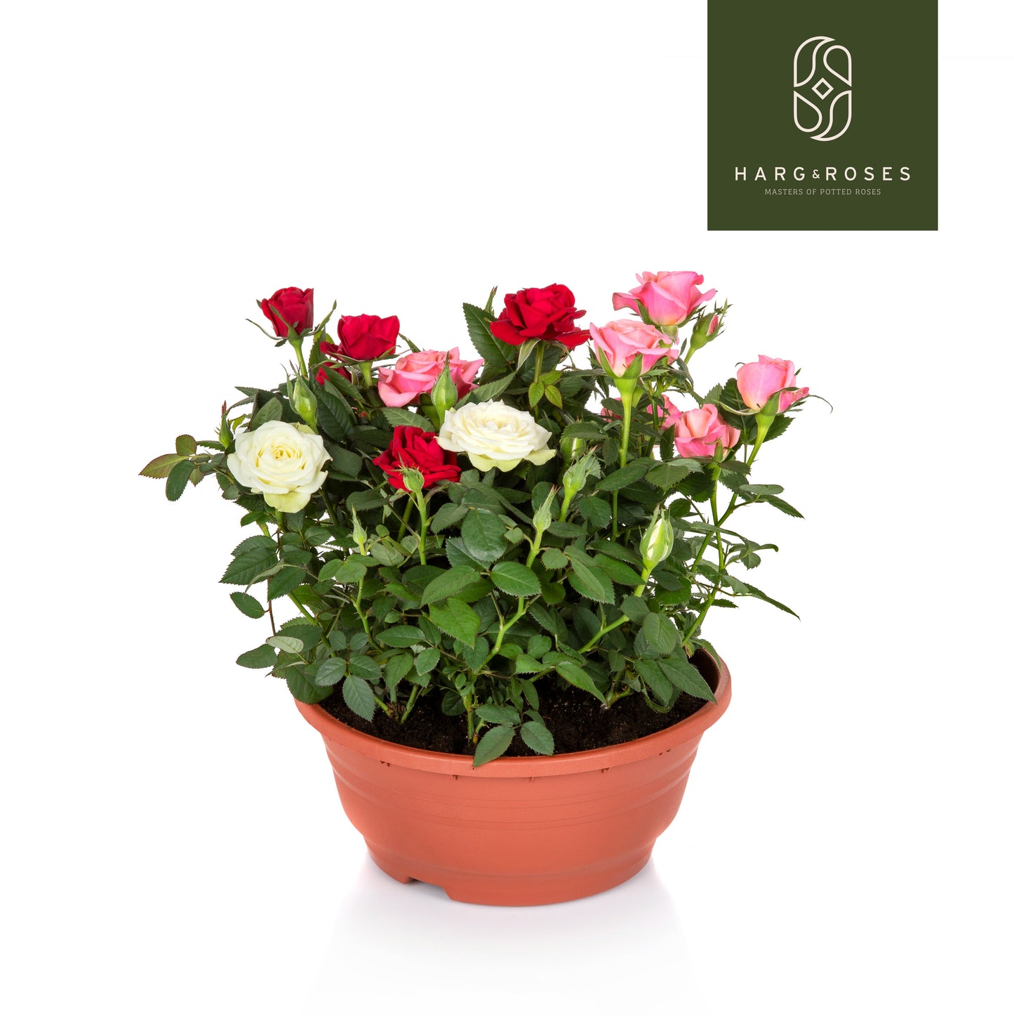 Rosa Kordana carnaval 26cm 21cm Pot
