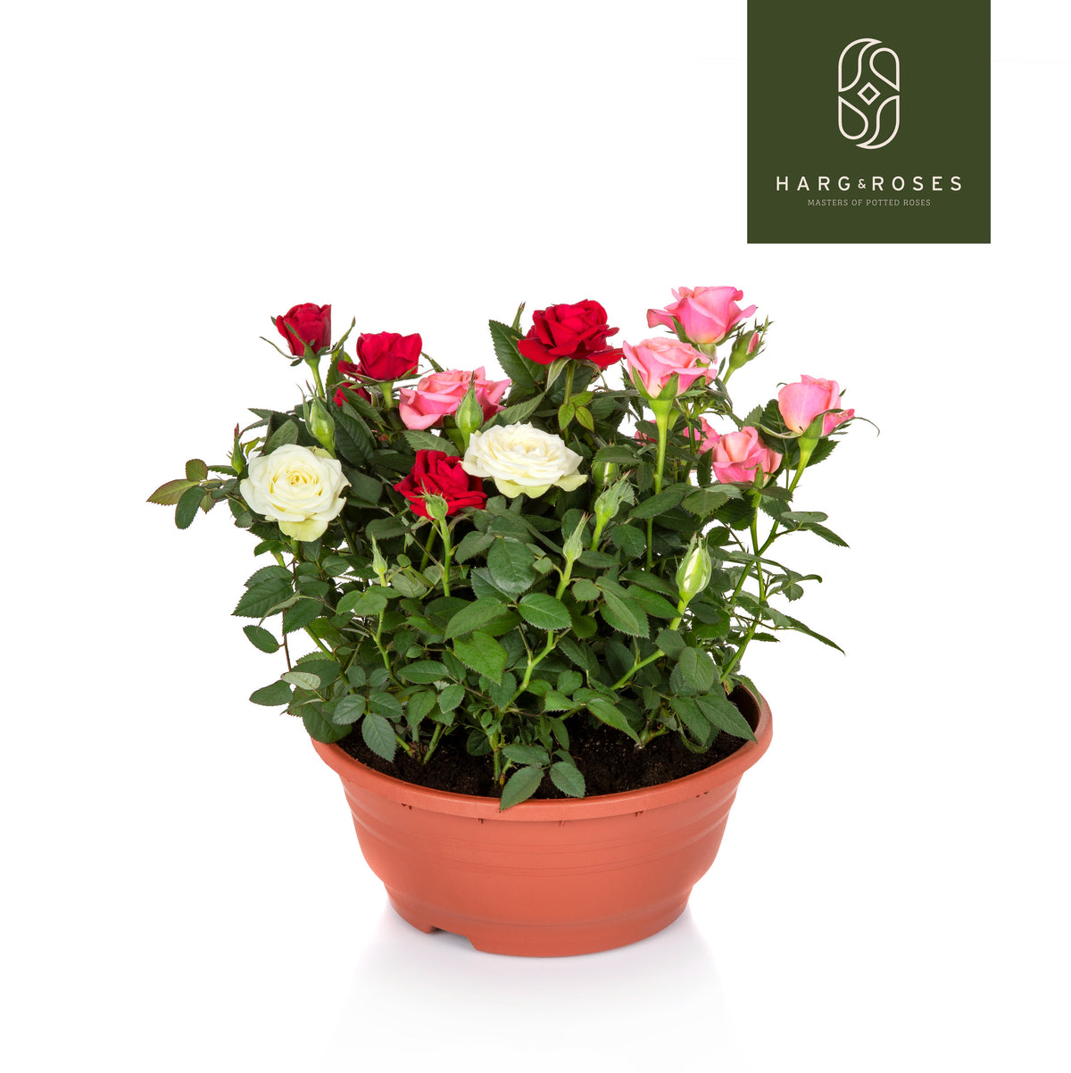 Rosa Kordana carnaval 26cm 21cm Pot
