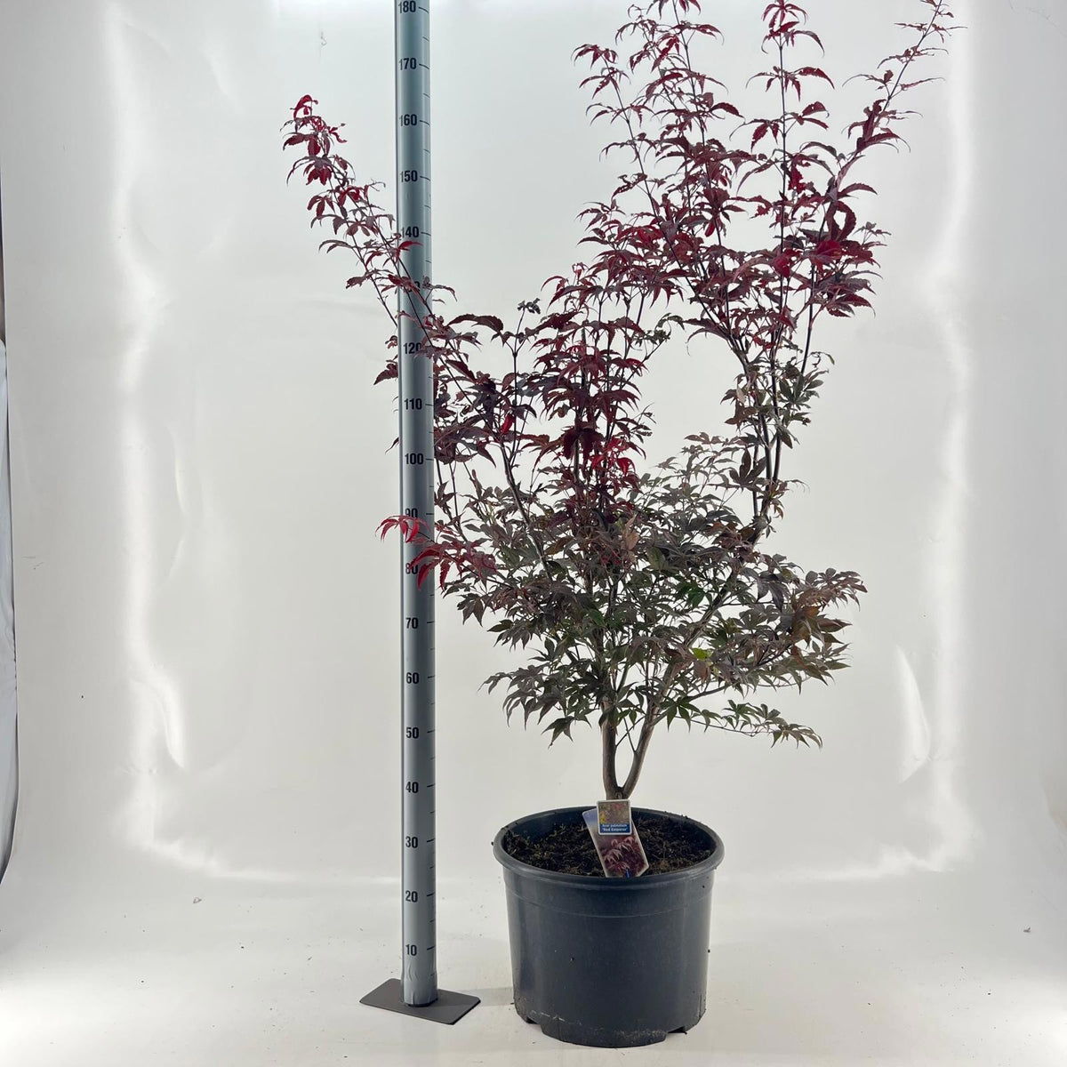 Acer Red Emperor 140cm 40cm Pot
