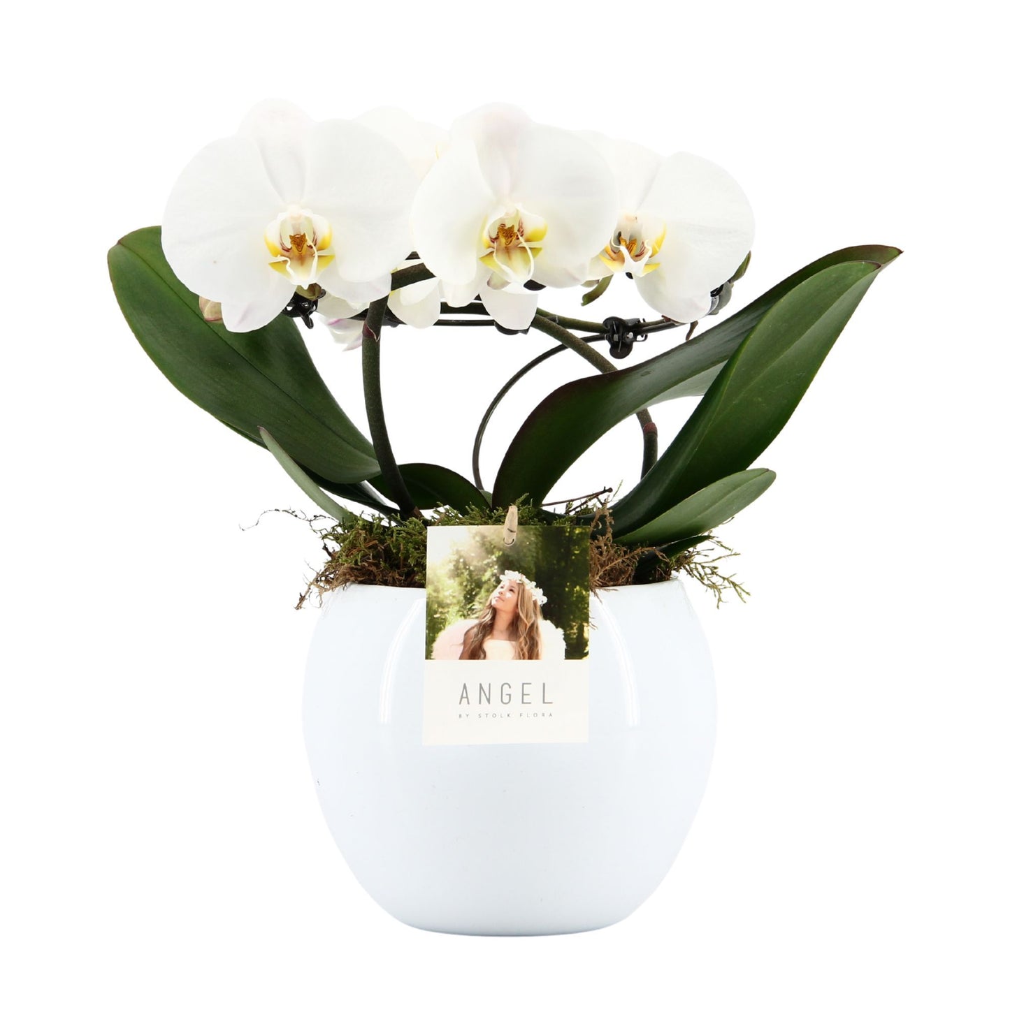 Phalaenopsis white Angel in Lisa pot 25cm 12cm Pot
