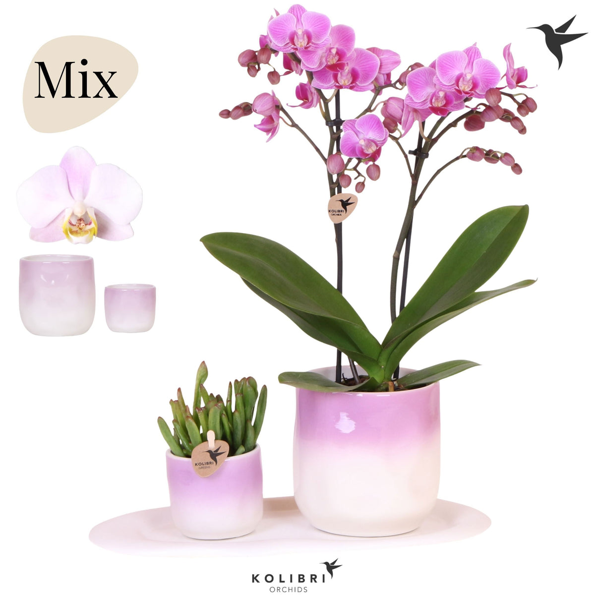 Kolibri Gift Set medium Gradience 40cm 18cm Pot