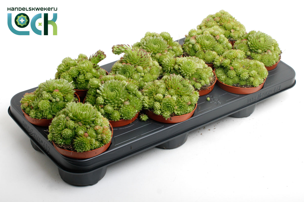 Sempervivum mix 10cm 10.5cm Pot