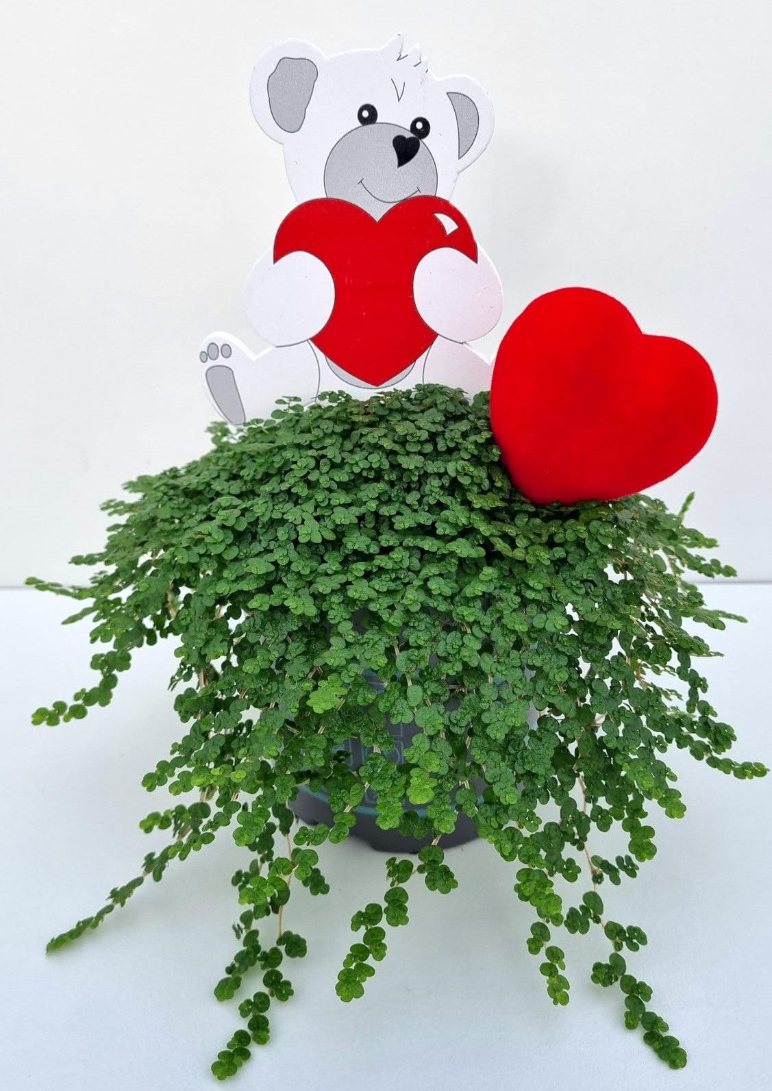 Soleirolia green 20cm 11cm Pot